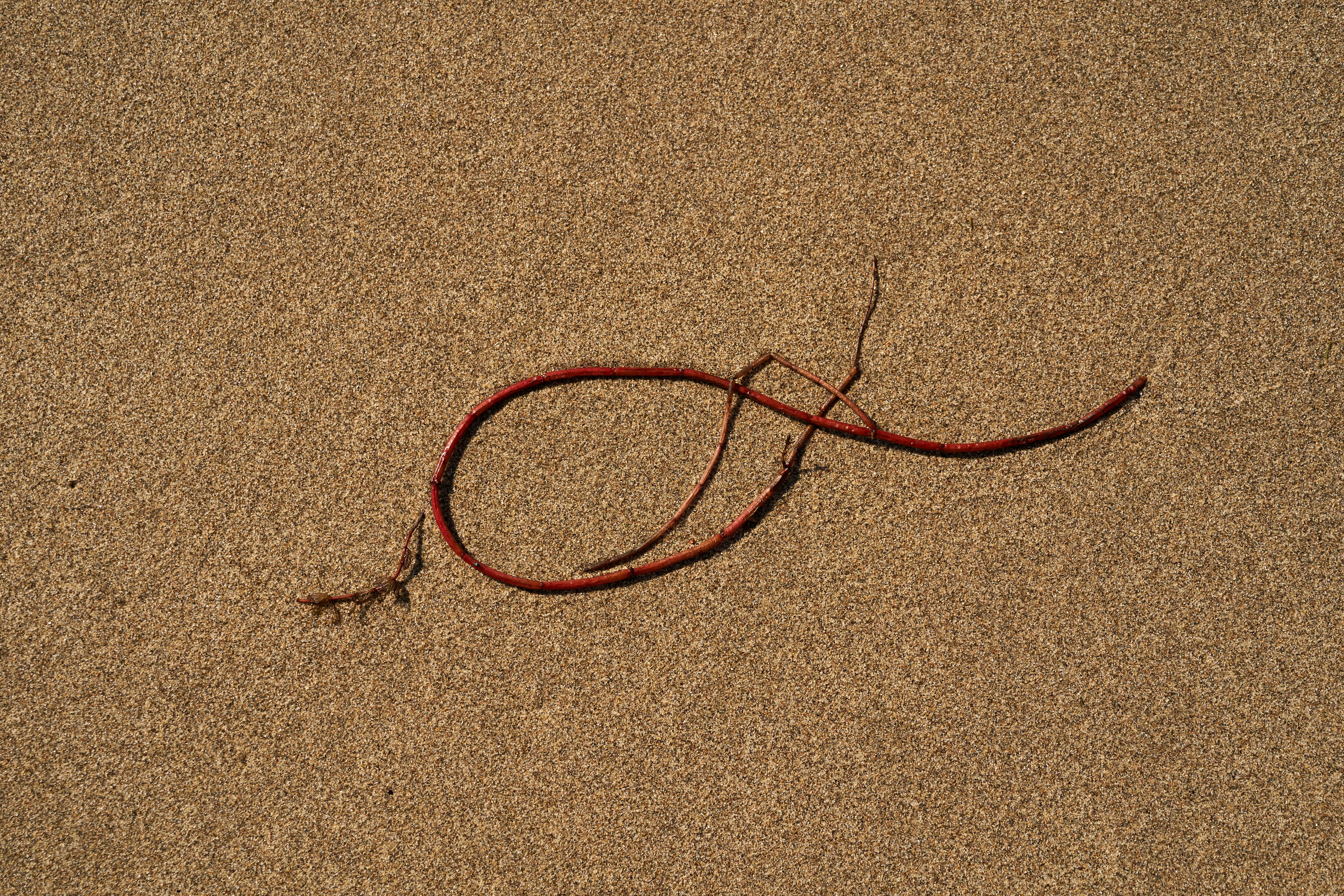 Photo by wolfgang_hasselmann