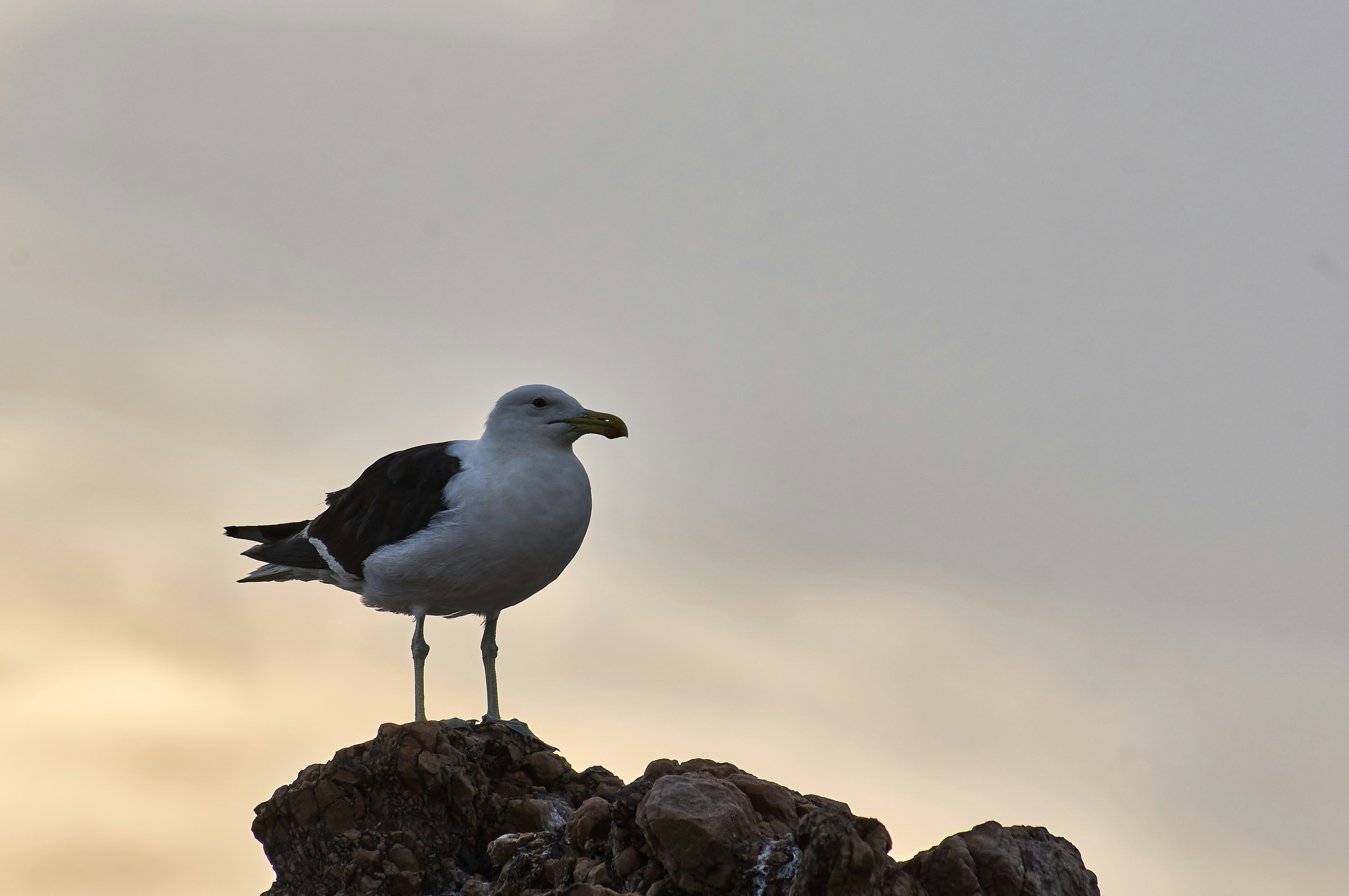 Photo by wolfgang_hasselmann