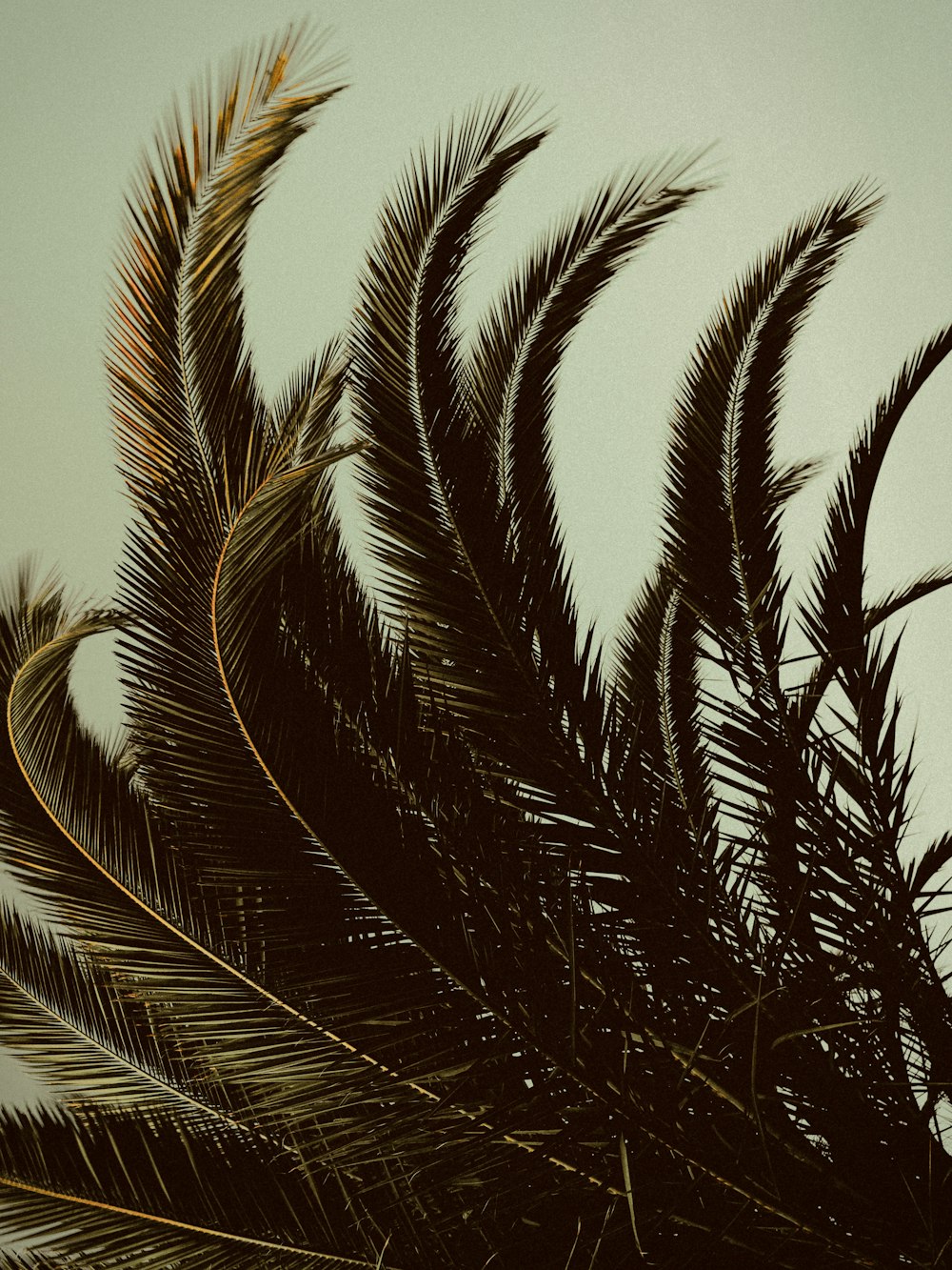 a close up of a palm tree with a sky background