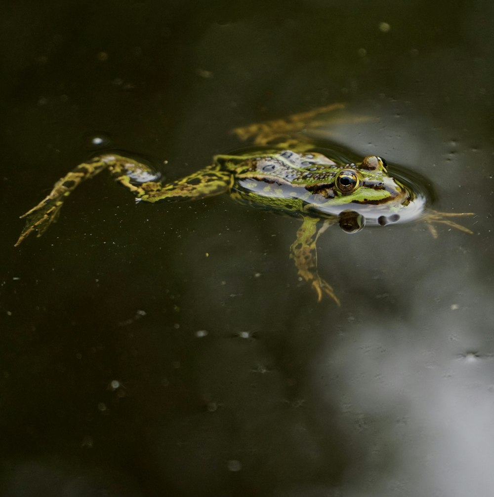 a frog that is floating in the water