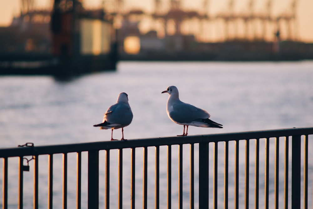 two seagulls sitting on a fence overlooking a body of water