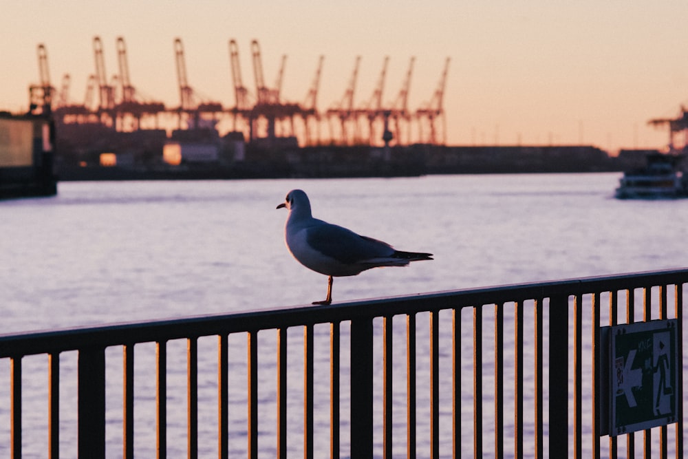 a seagull is standing on a fence near a body of water