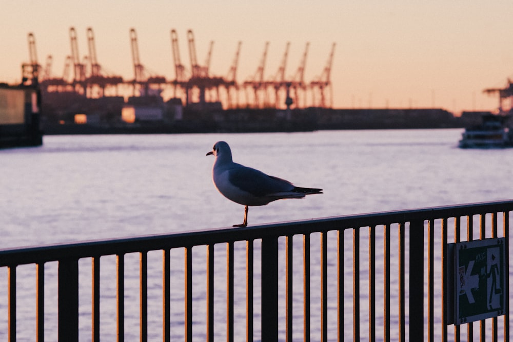 Une mouette se tient sur une clôture près d’un plan d’eau