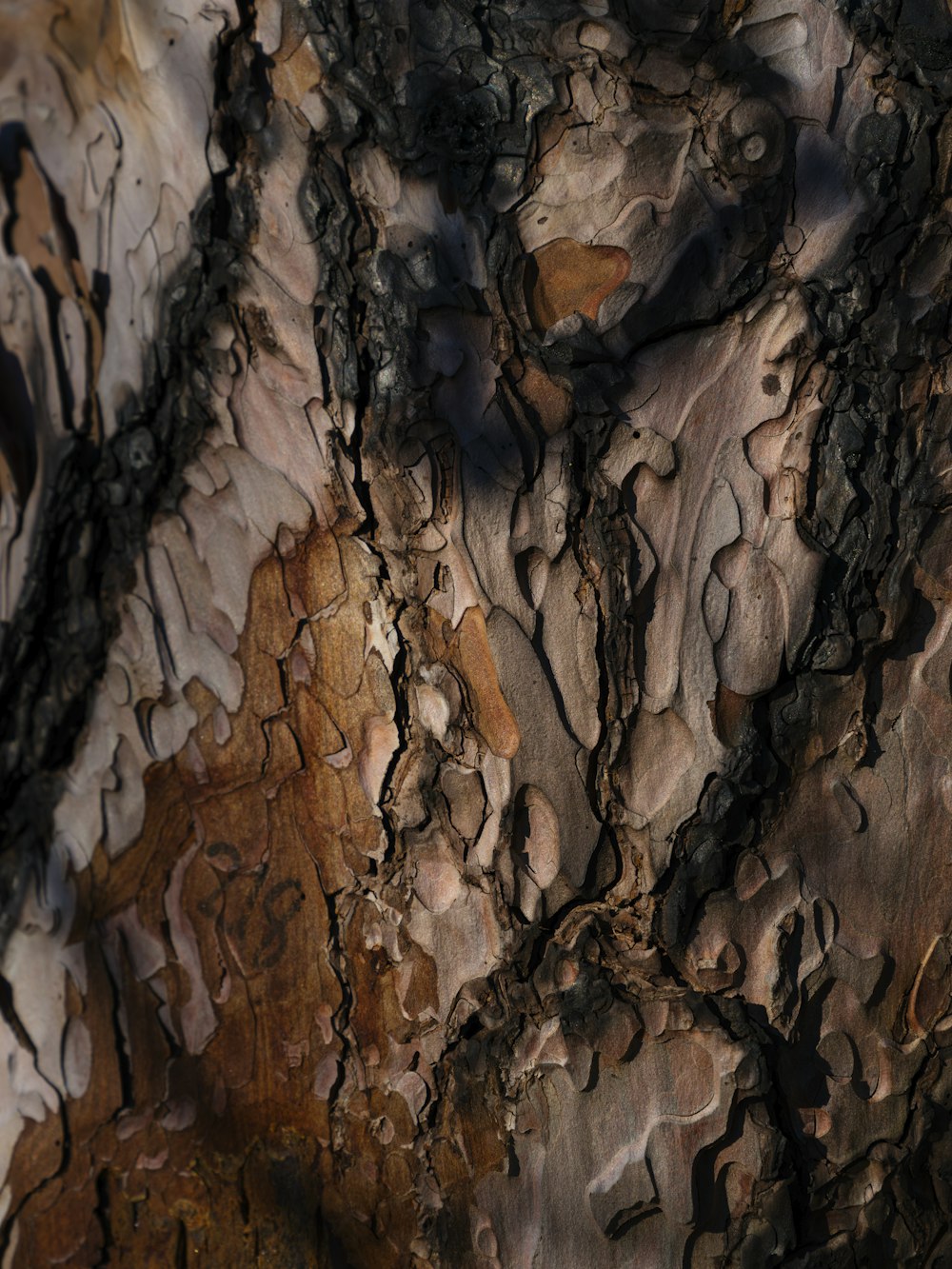 a close up of the bark of a tree