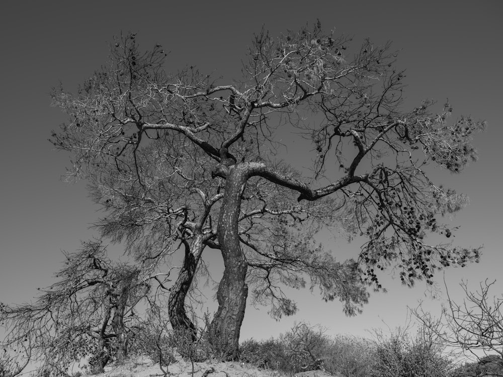 a black and white photo of a tree on a hill