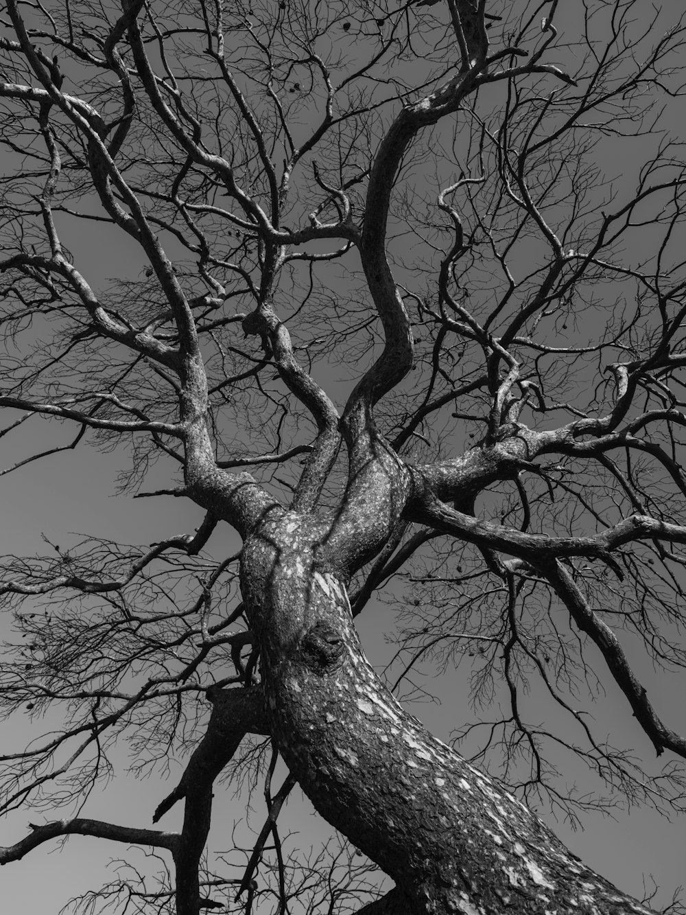 Una foto in bianco e nero di un albero senza foglie
