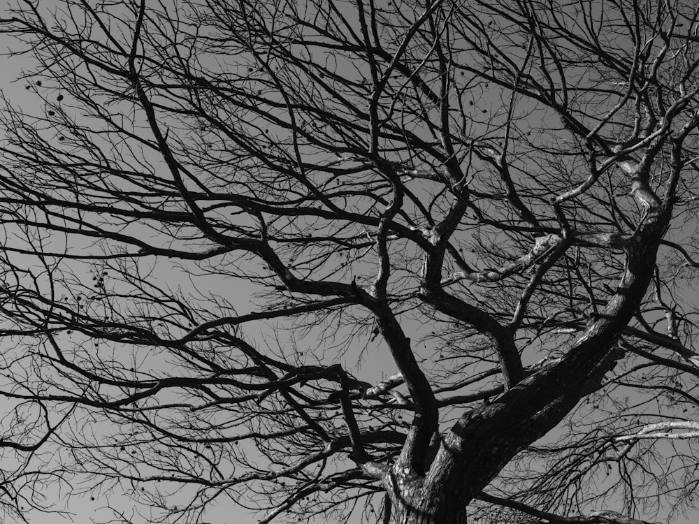 a black and white photo of a tree with no leaves