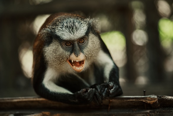 A monkey with expressive eyes and an open mouth is positioned on a wooden surface, surrounded by blurred background elements of green and brown, emphasizing its fur and facial features.