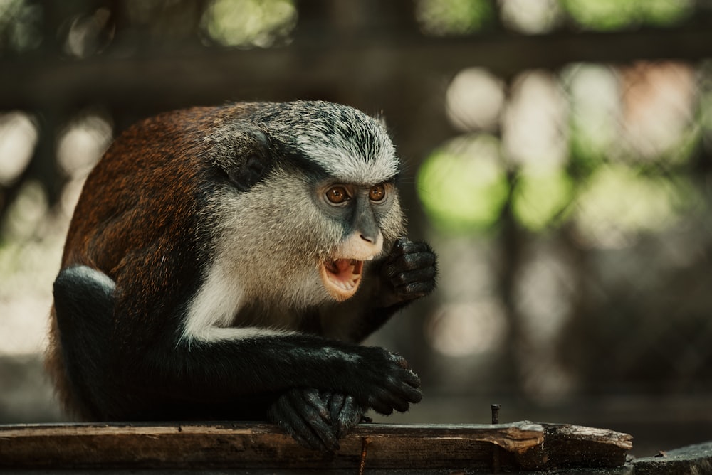 a monkey sitting on a piece of wood with its mouth open