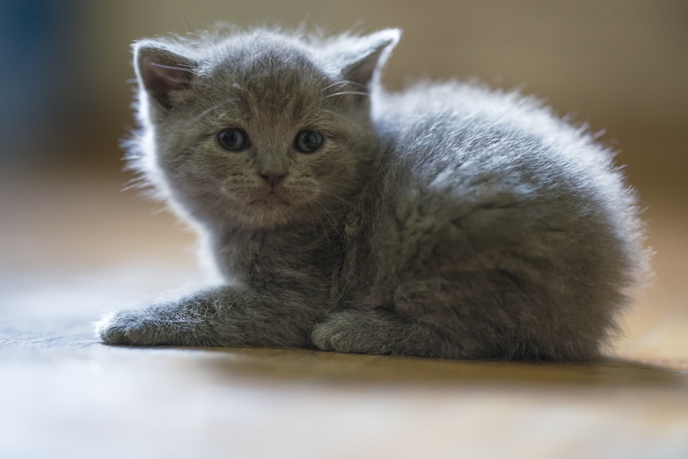 a small gray kitten sitting on top of a wooden floor