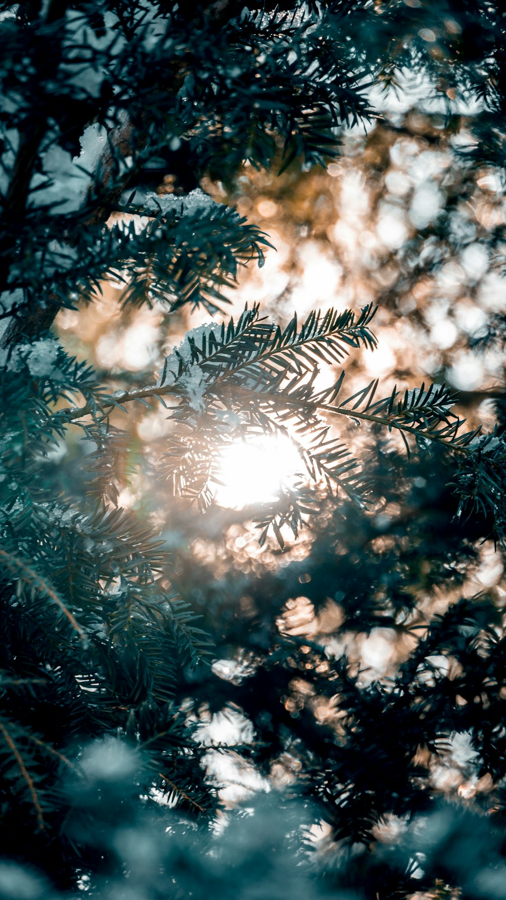 the sun shines through the branches of a pine tree