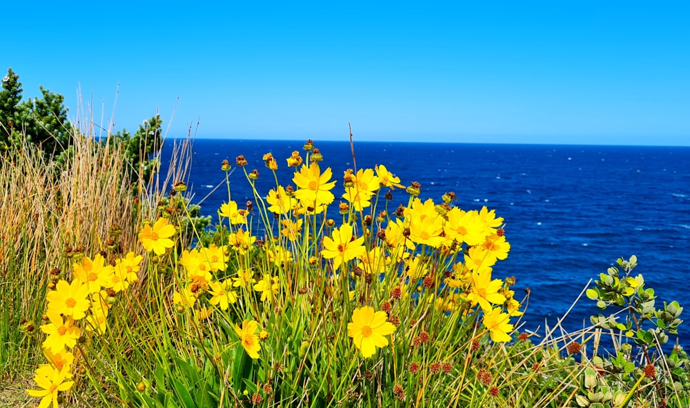 a bunch of flowers that are by the water