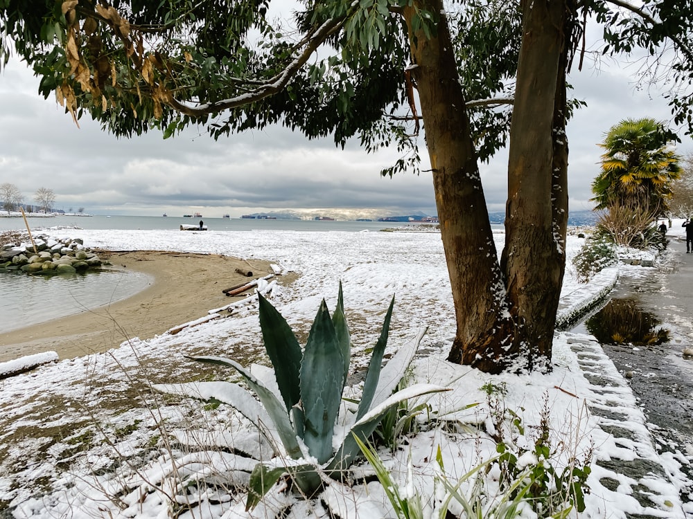 a snow covered beach next to a tree and a body of water