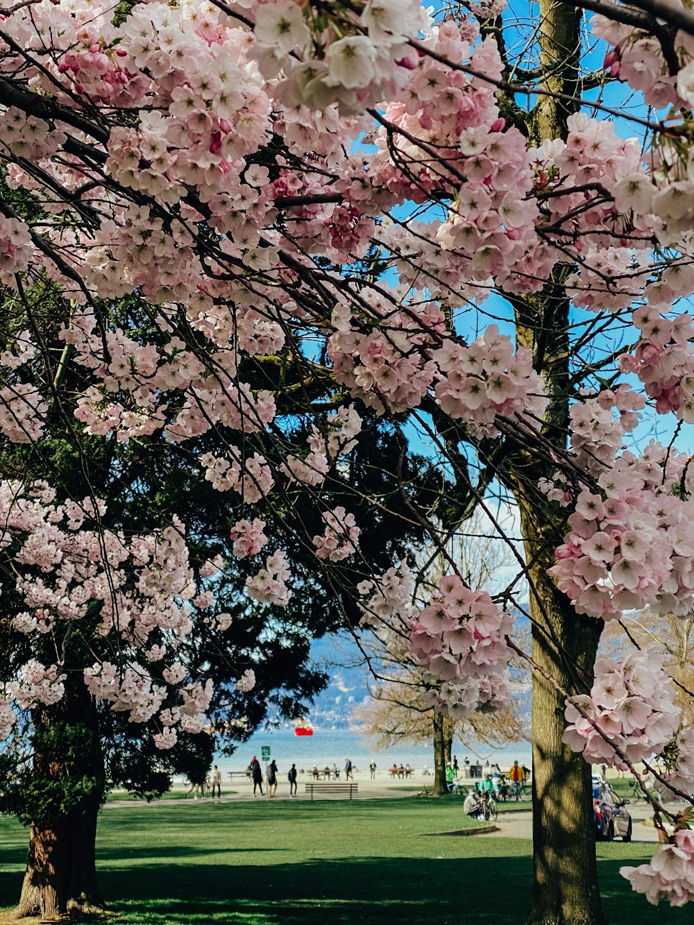 a park filled with lots of pink flowers