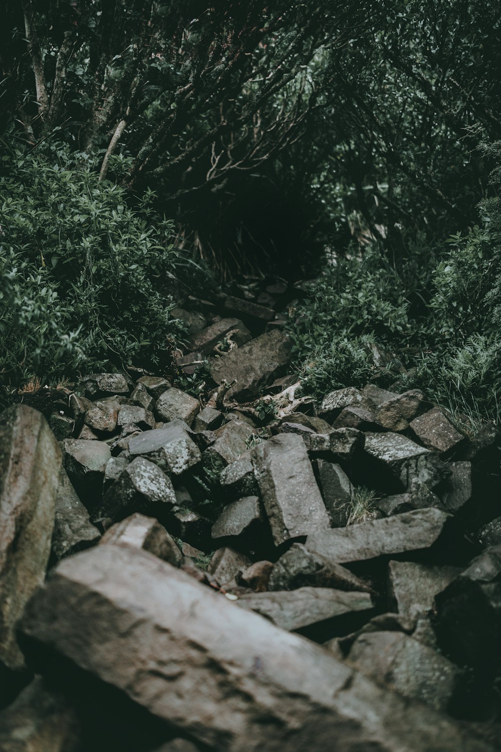 a pile of rocks sitting next to a forest