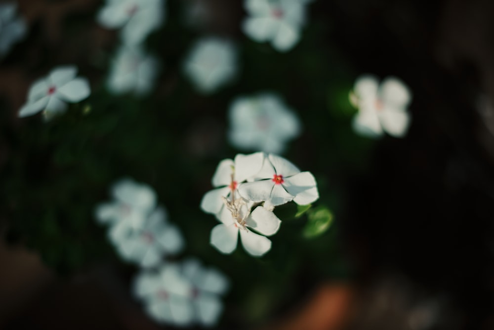 un groupe de fleurs blanches assises au sommet d’une plante verte