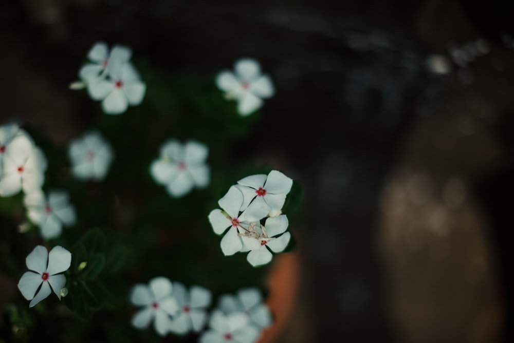 a group of white flowers in a pot