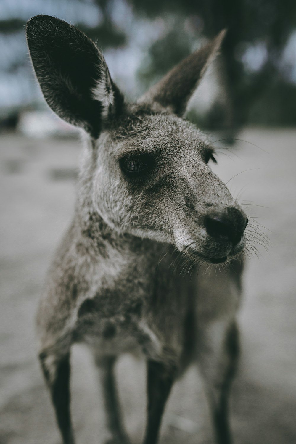 a close up of a kangaroo on a dirt ground