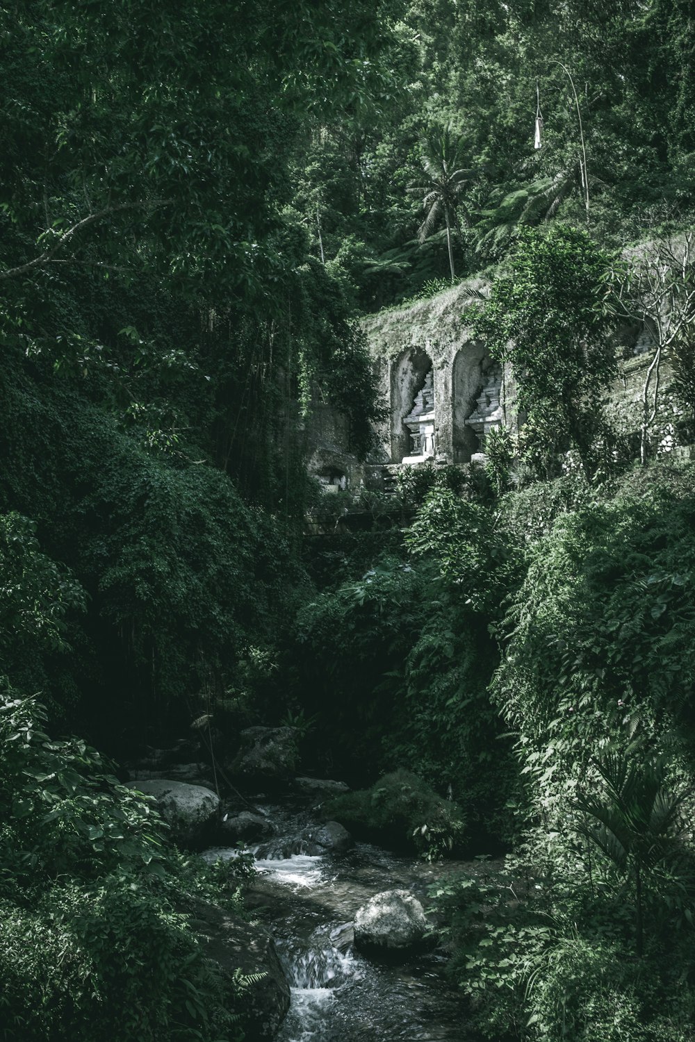 a stream running through a lush green forest