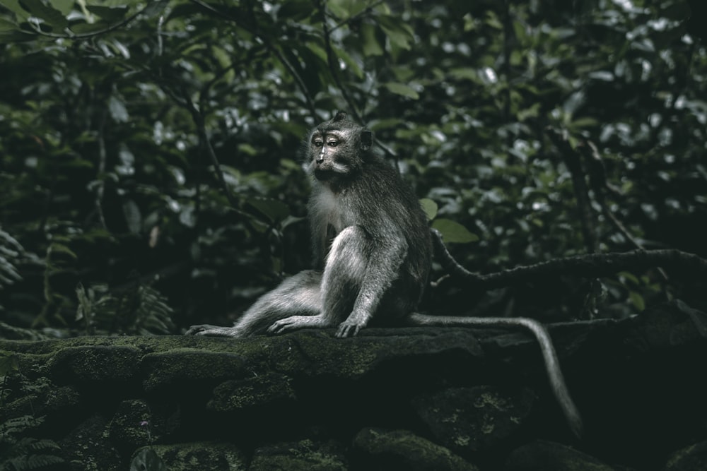 Una scimmia seduta su una roccia nel mezzo di una foresta