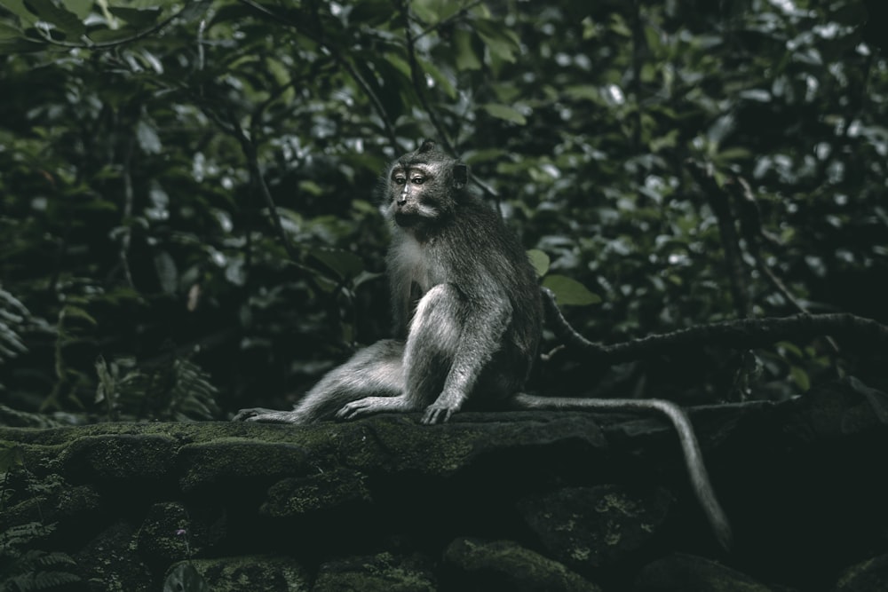 a monkey sitting on a rock in the middle of a forest