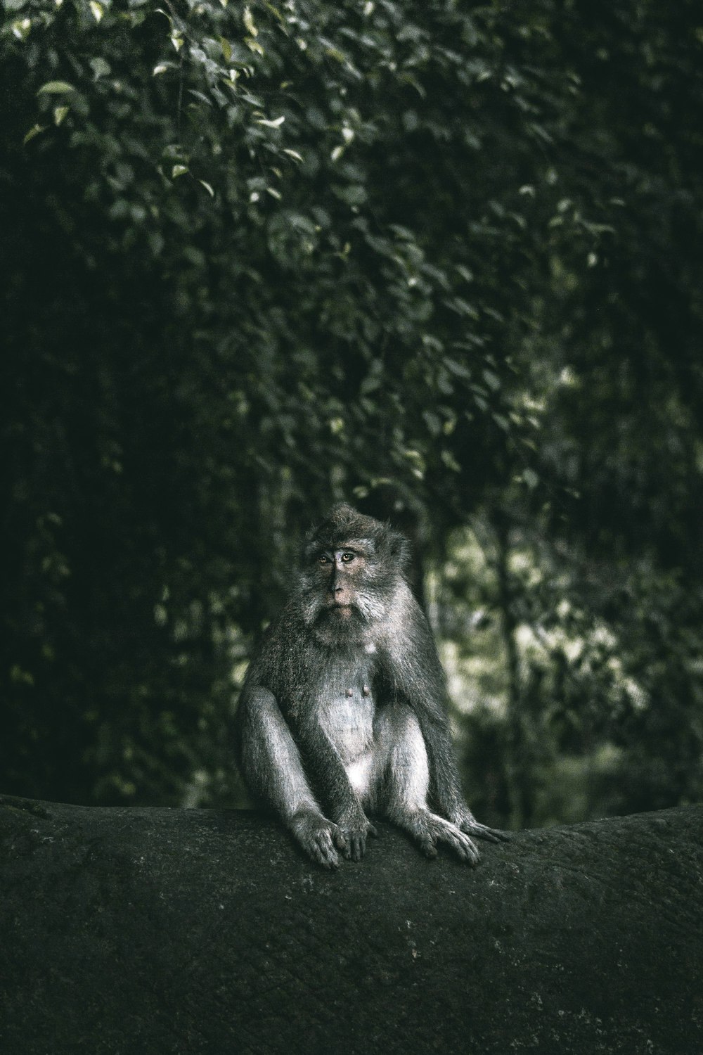 Un singe assis au sommet d’une branche d’arbre