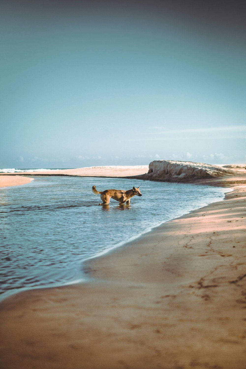 Ein Hund watet am Strand im Wasser