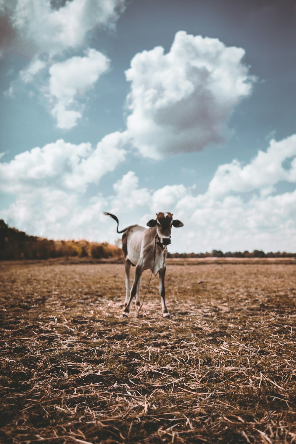 Una piccola mucca in piedi in un campo di erba secca