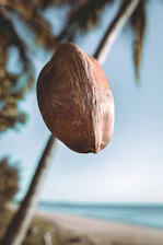 a coconut hanging from a palm tree on a beach