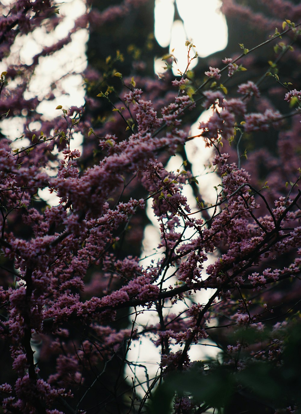 a tree filled with lots of purple flowers