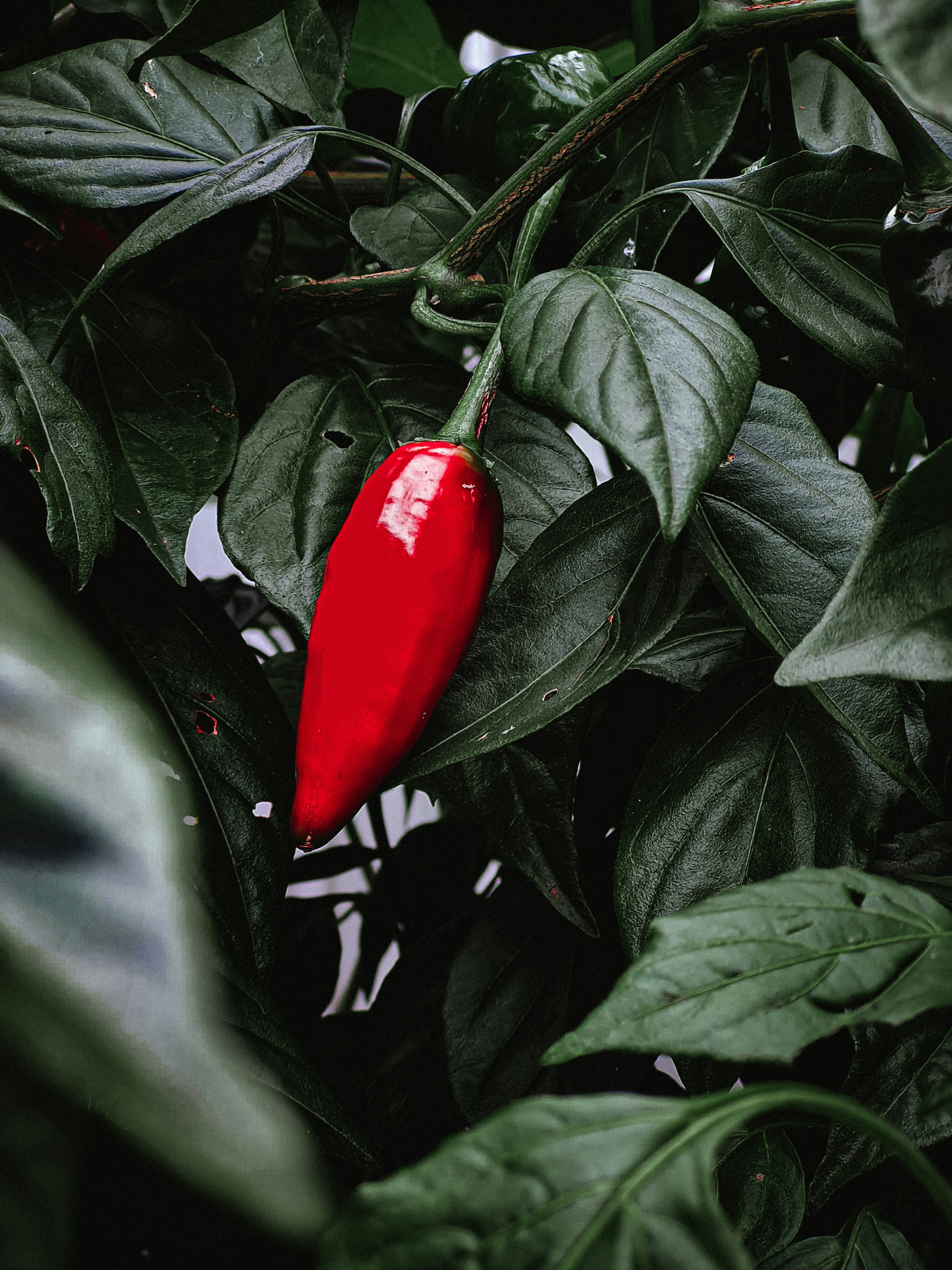 A red pepper growing on a plant with green leaves photo Free Chilli