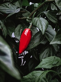 a red pepper growing on a plant with green leaves