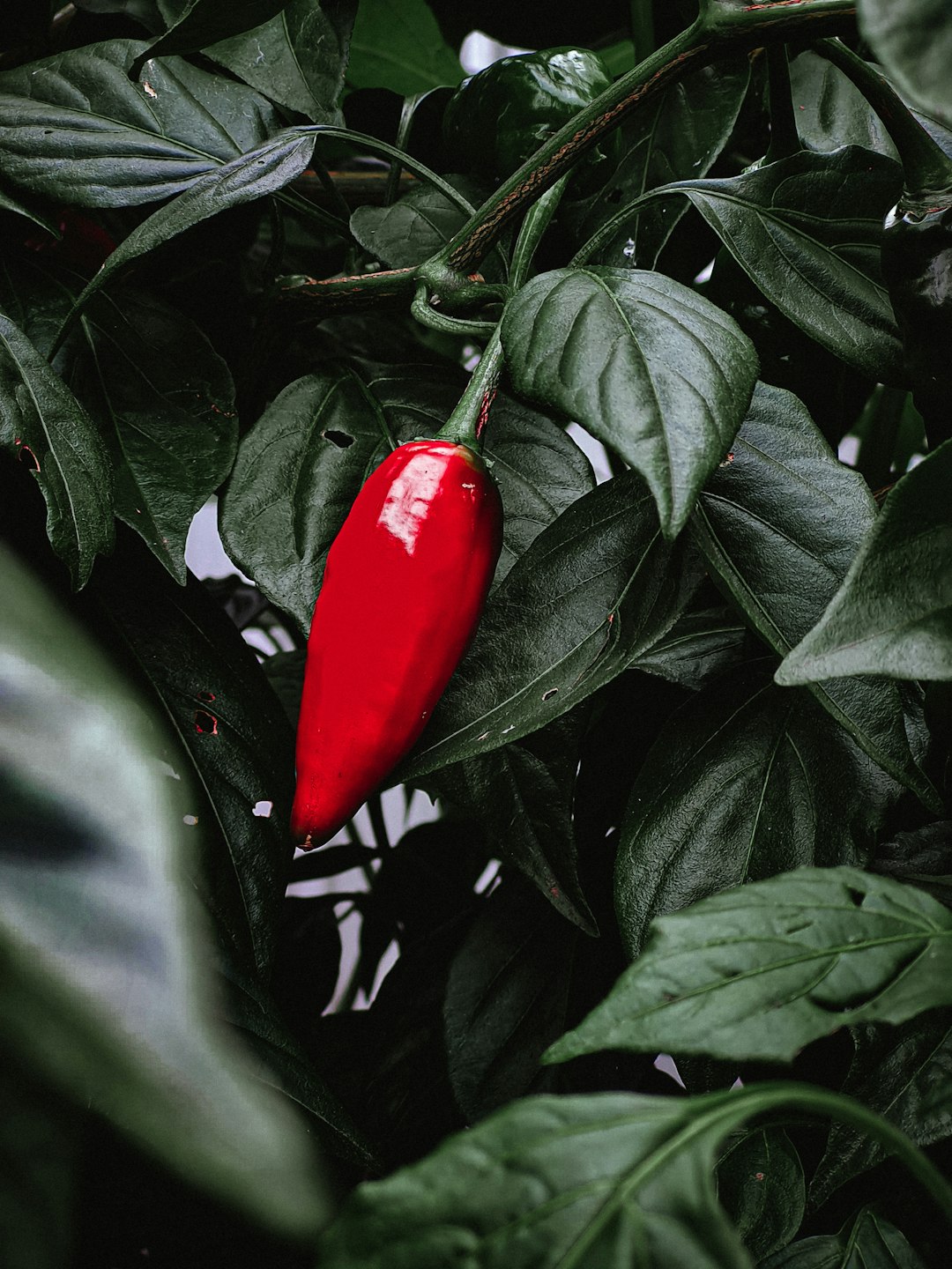「辣椒的長期種植和管理：成功辣椒栽培的關鍵技巧」
