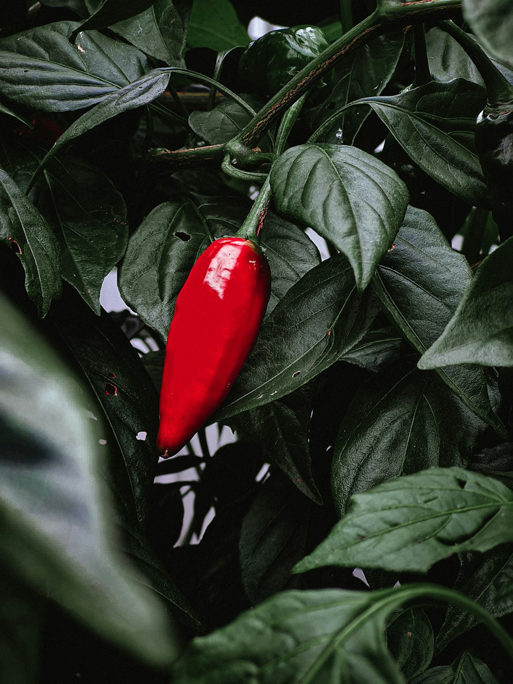 a red pepper growing on a plant with green leaves
