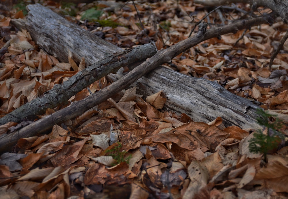 a bunch of wood sticks laying on top of leaves