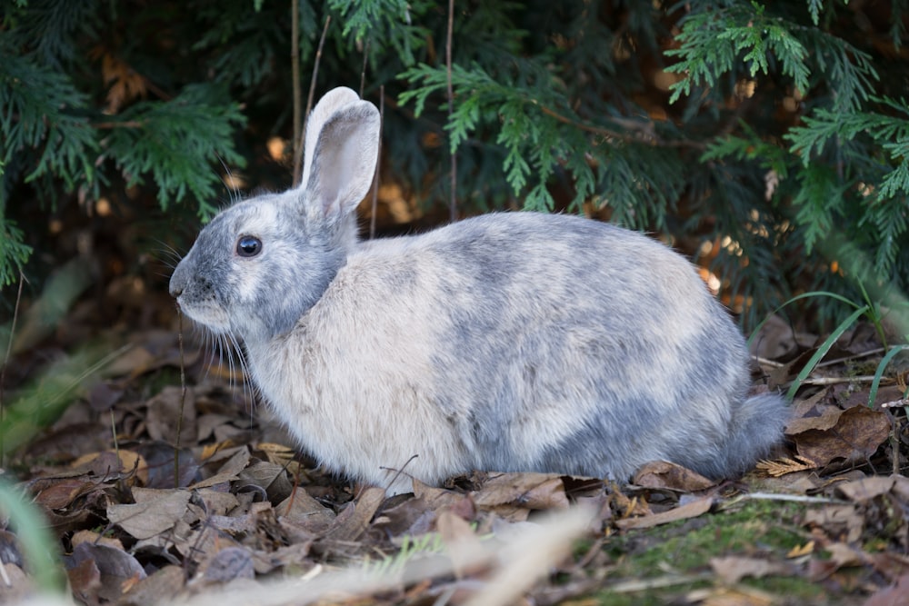 a gray and white rabbit sitting on top of leaves