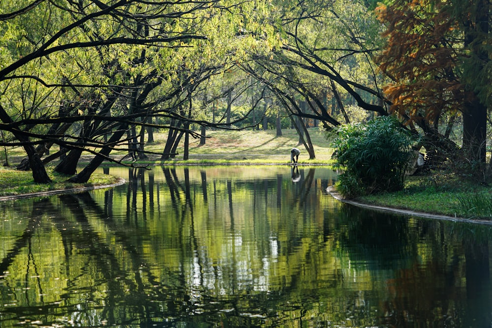 a body of water surrounded by trees and grass