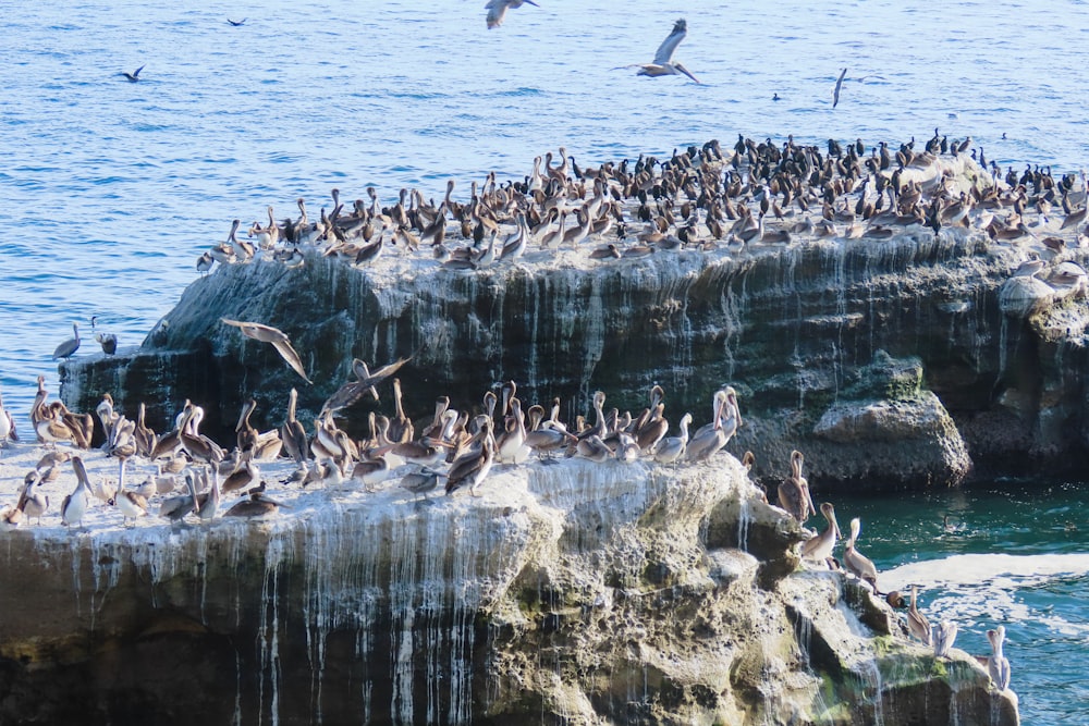 a flock of birds sitting on top of a rocky cliff