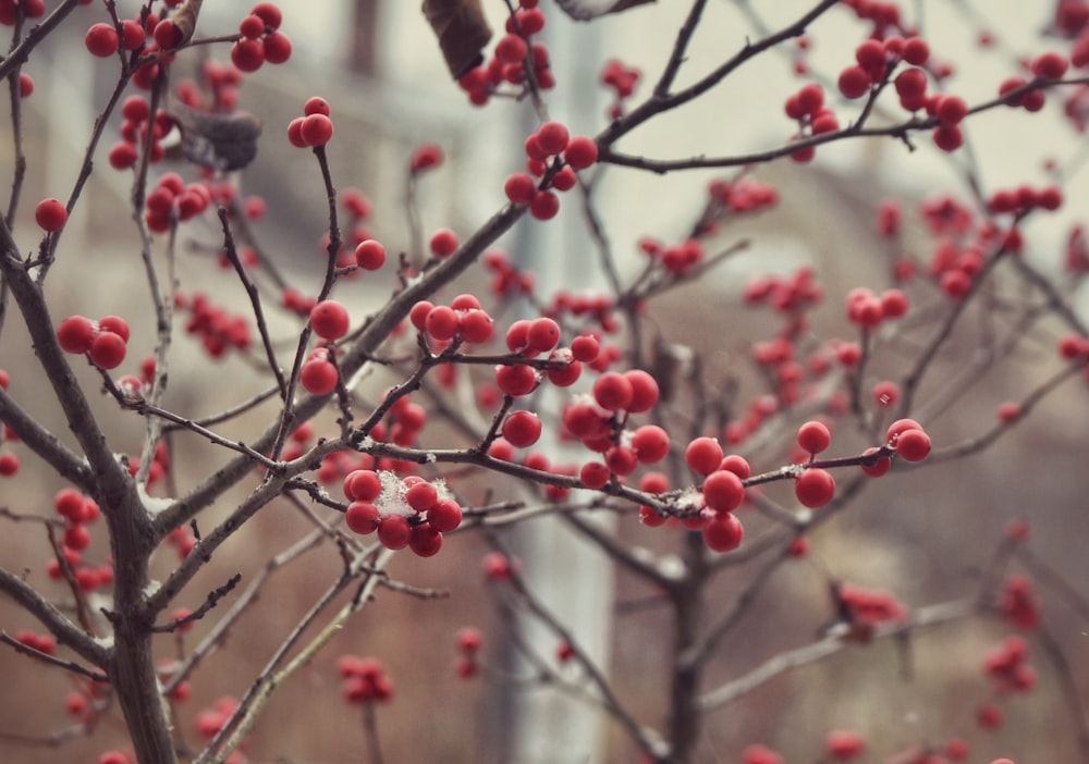 a small tree with red berries on it