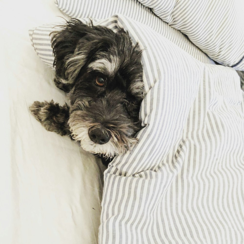 a black and white dog laying on a bed under a blanket