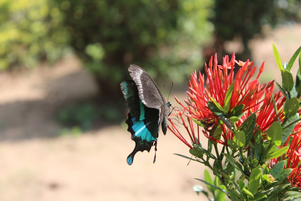 a blue and black butterfly on a red flower
