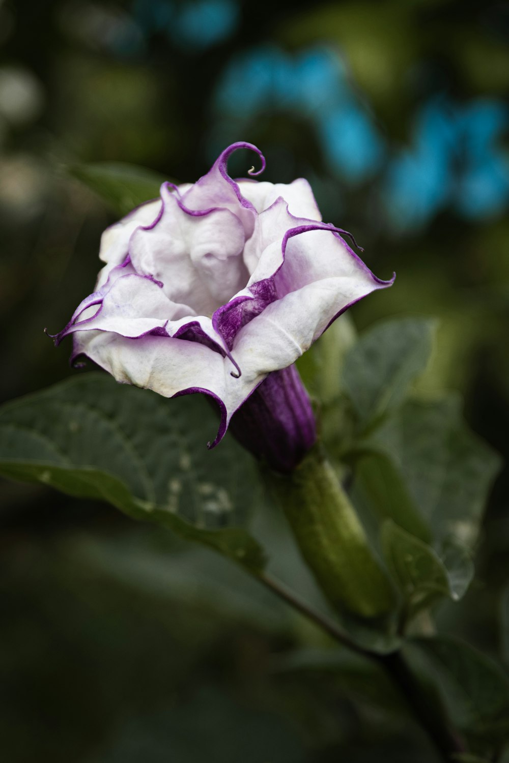 a white and purple flower with green leaves