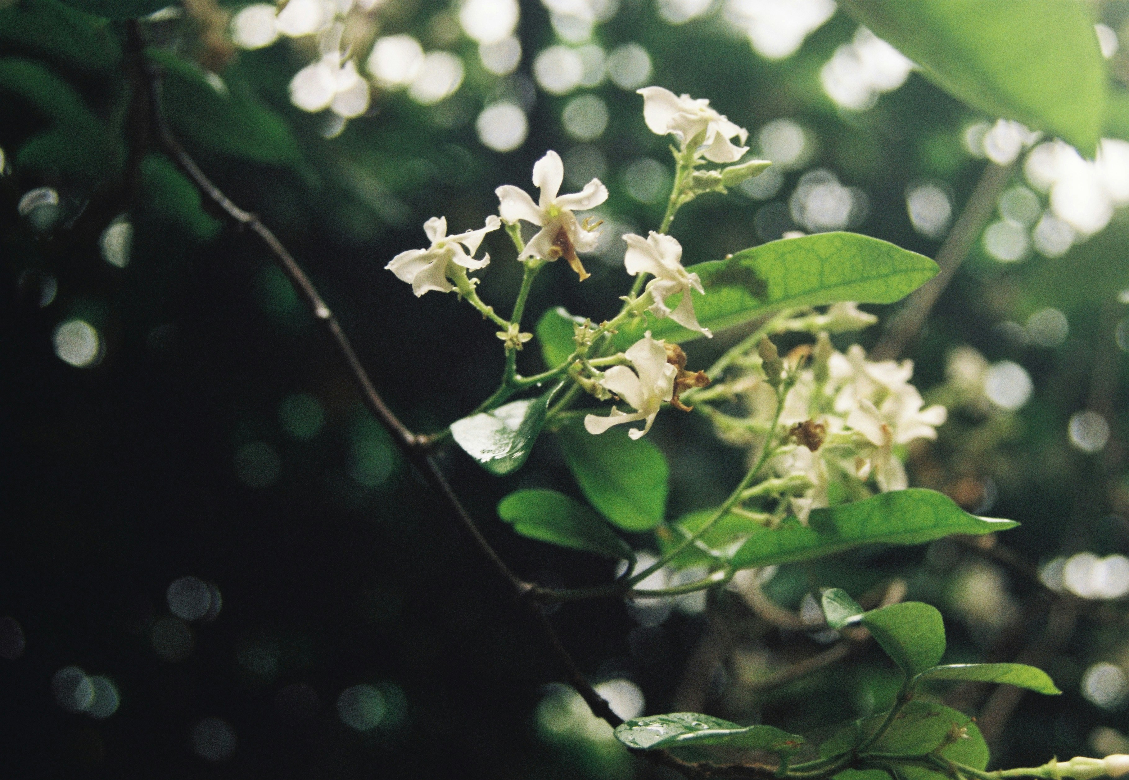 Photo by 0ruofei0