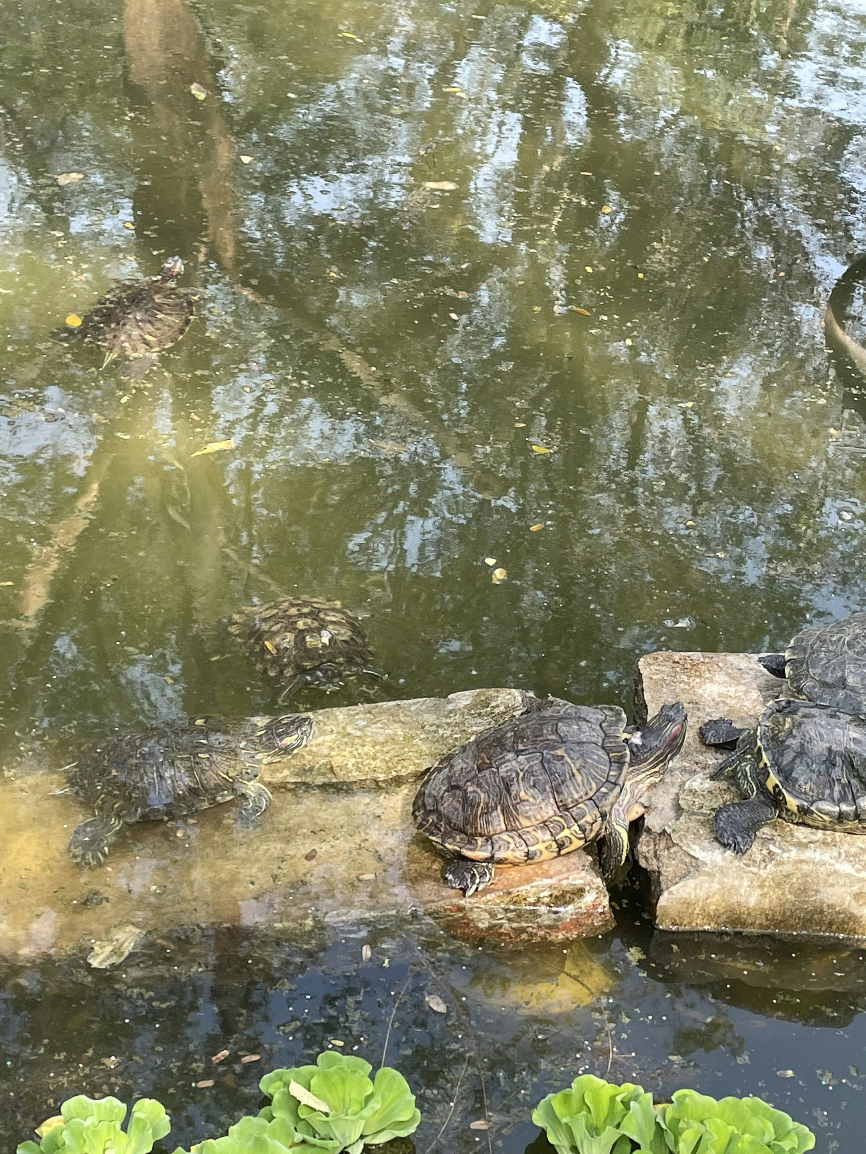 Foto zum Thema Ein paar Schildkröten sitzen auf einem Baumstamm in