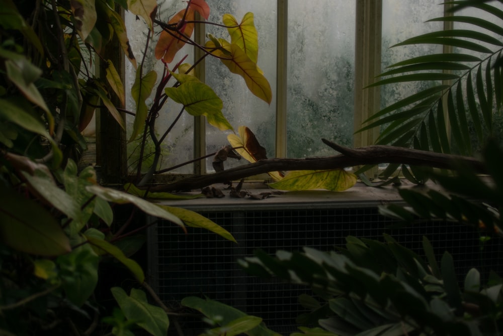 a window in a house with a tree branch in front of it