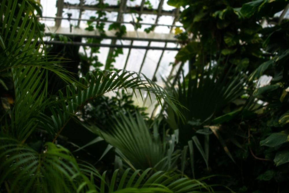 the inside of a greenhouse filled with lots of green plants