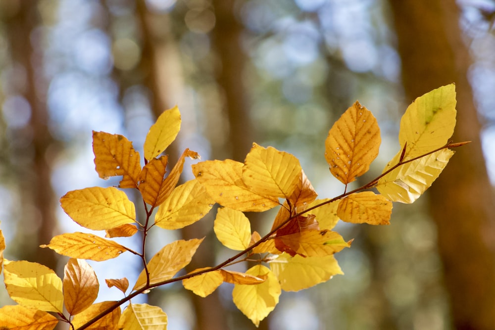 a branch of a tree with yellow leaves