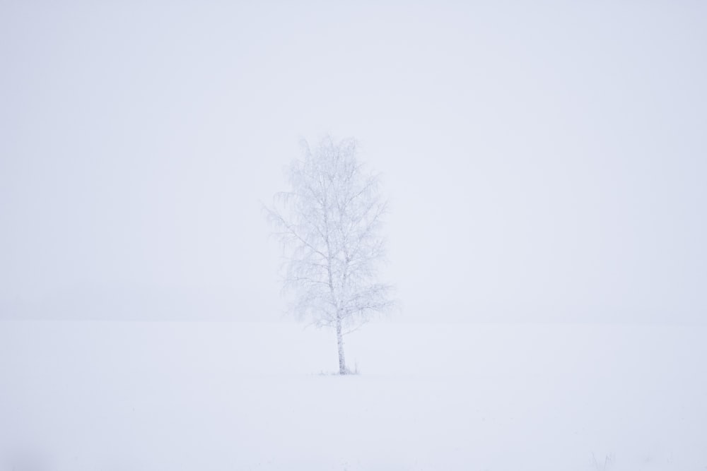 a lone white tree in a snowy field