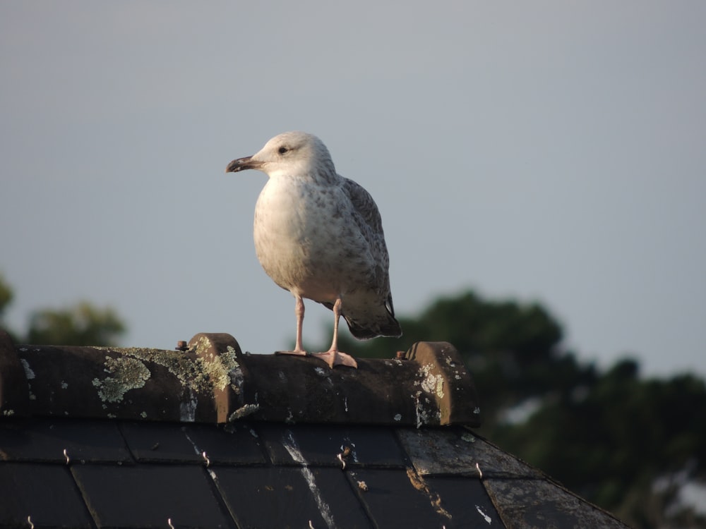 a seagull sitting on top of a roof