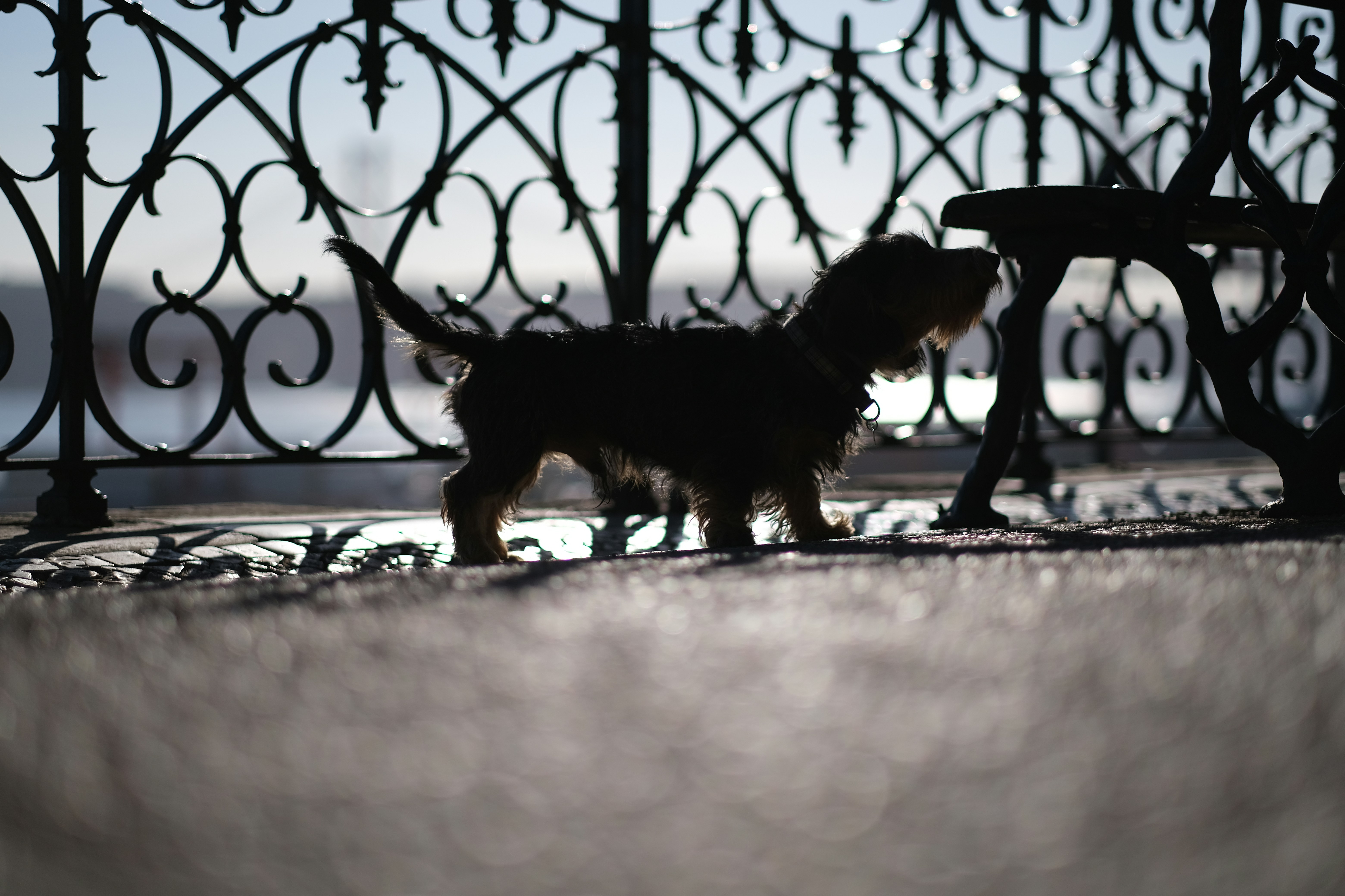 a small dog standing next to a bench